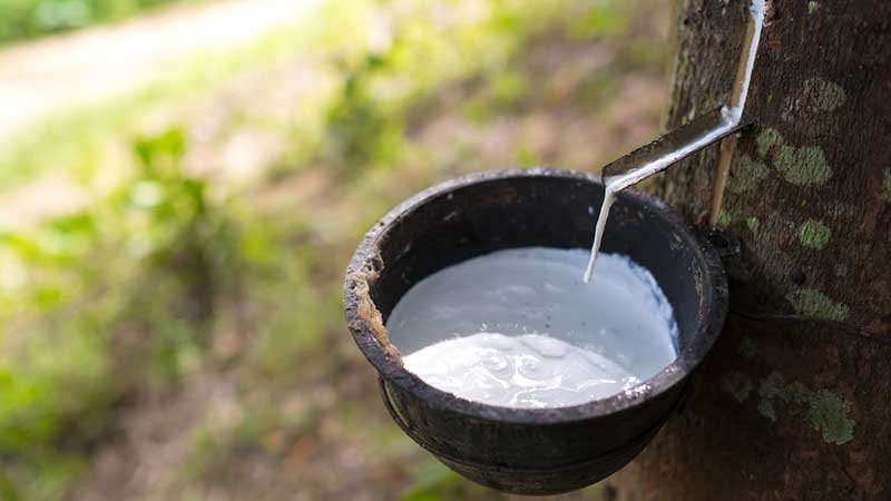 আন্তর্জাতিক বাজারে বেড়েছে রাবারের দাম