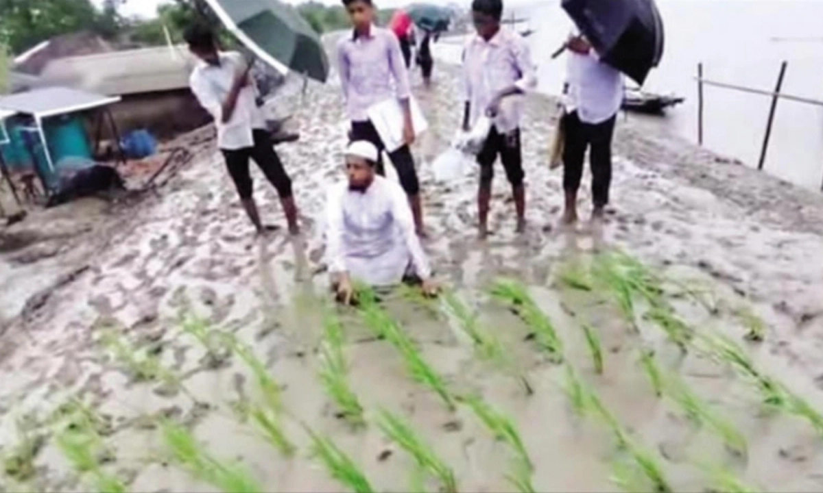 রাস্তায় কাদার মধ্যেই ধানের চারা রোপণ!