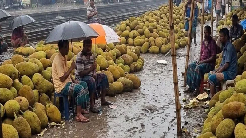 টানা বৃষ্টিতে কাঁঠালের বাজারে নেমেছে ধস