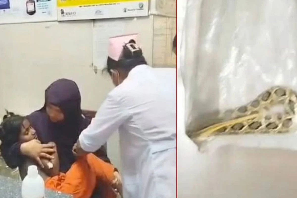 রাসেল ভাইপারের কামড়ে আহত শিশু, সাপ নিয়েই হাসপাতালে স্বজনরা