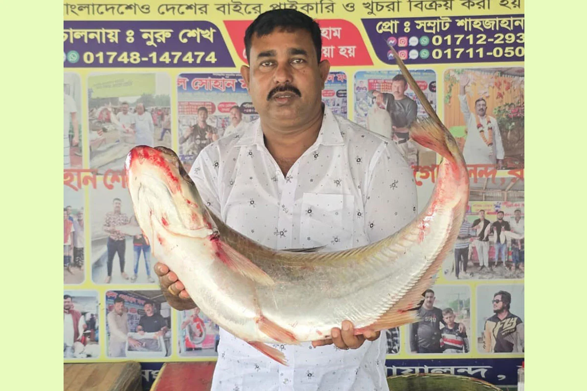 পদ্মার এক ঢাই মাছের দাম ৫৮ হাজার টাকা