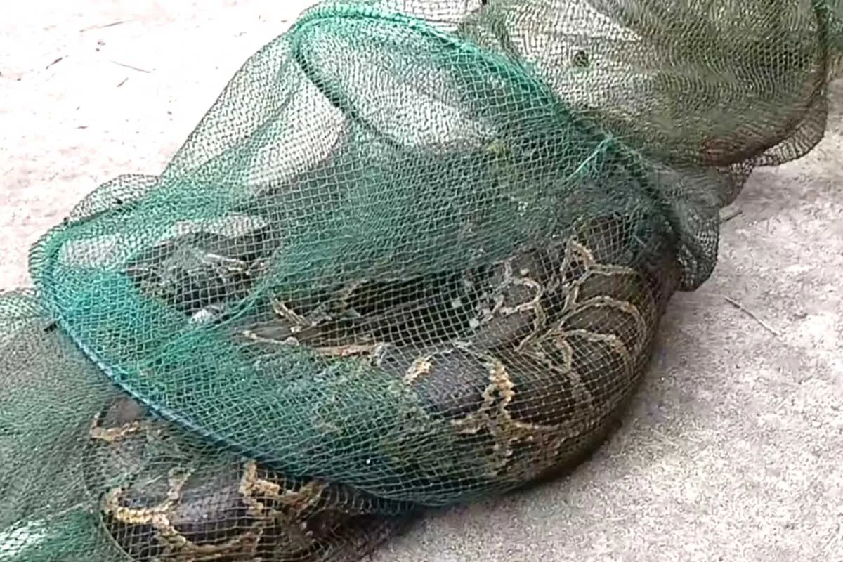 মাছ ধরার জালে ৭ ফুটের অজগর, উৎসুক জনতার ভিড়