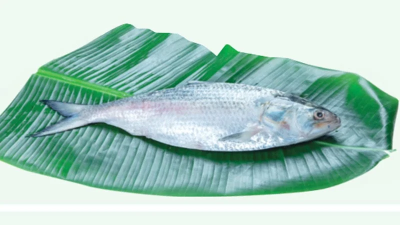 এক ইলিশের দাম ১০ হাজার ৫৫০ টাকা