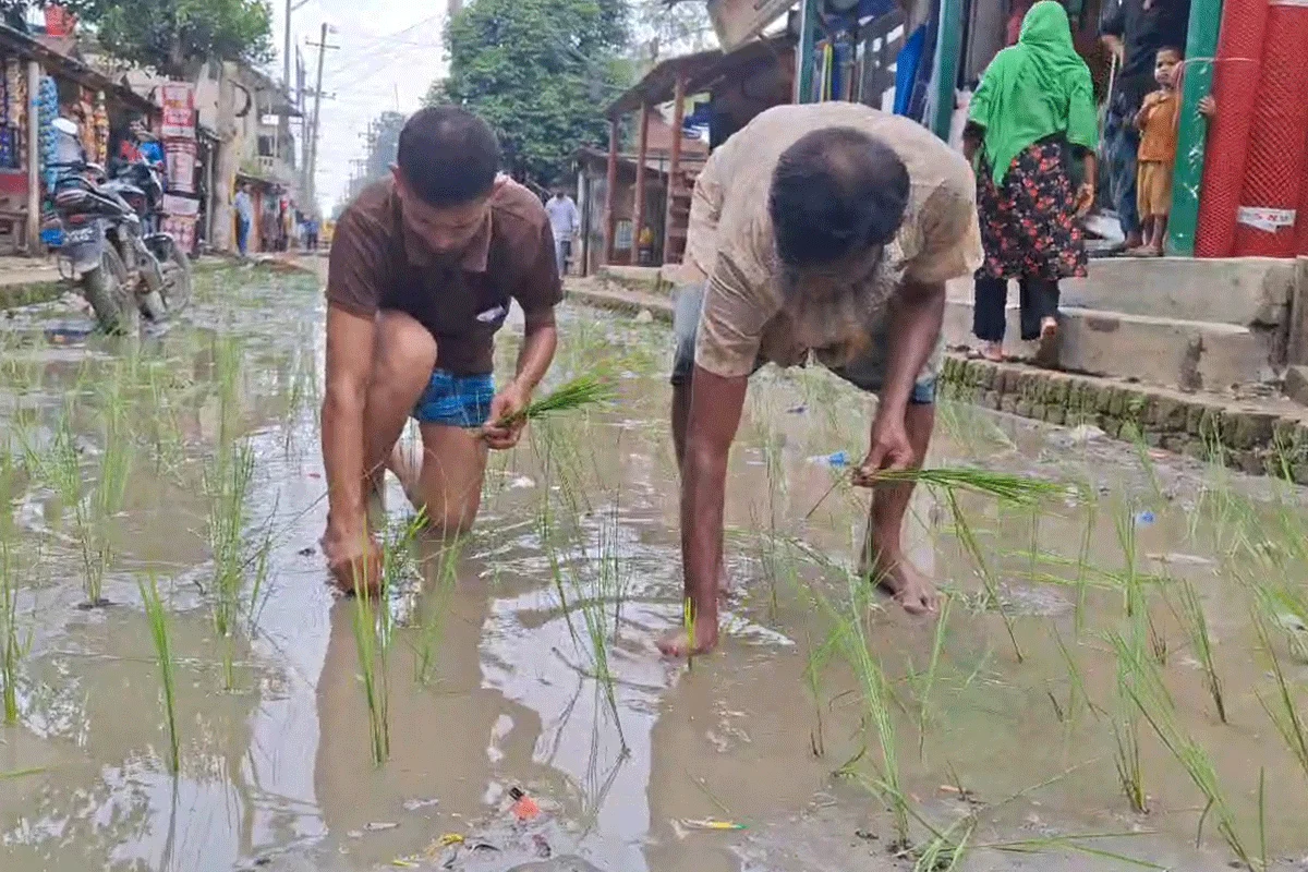 সড়কে ধানের চারা রোপন করে প্রতিবাদ