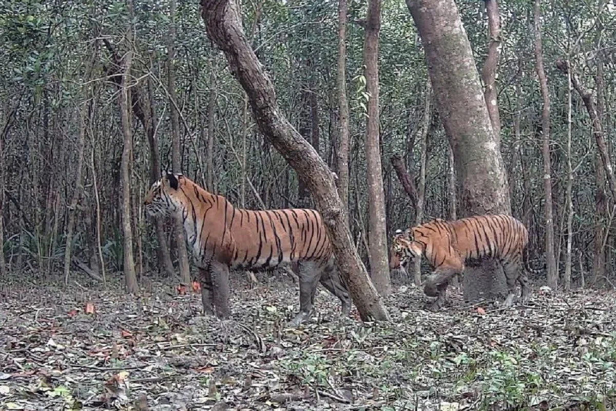 সুন্দরবনে ৪০ ক্যামেরায় ধরা পড়ছে না সেই বাঘিনী, তার আবাসস্থলে...