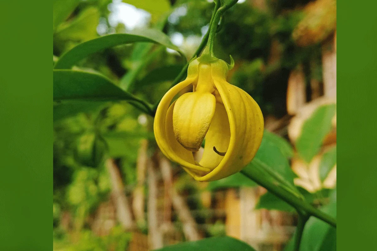 সহজে ফুলের দেখা মেলে না কাঁঠালিচাঁপার