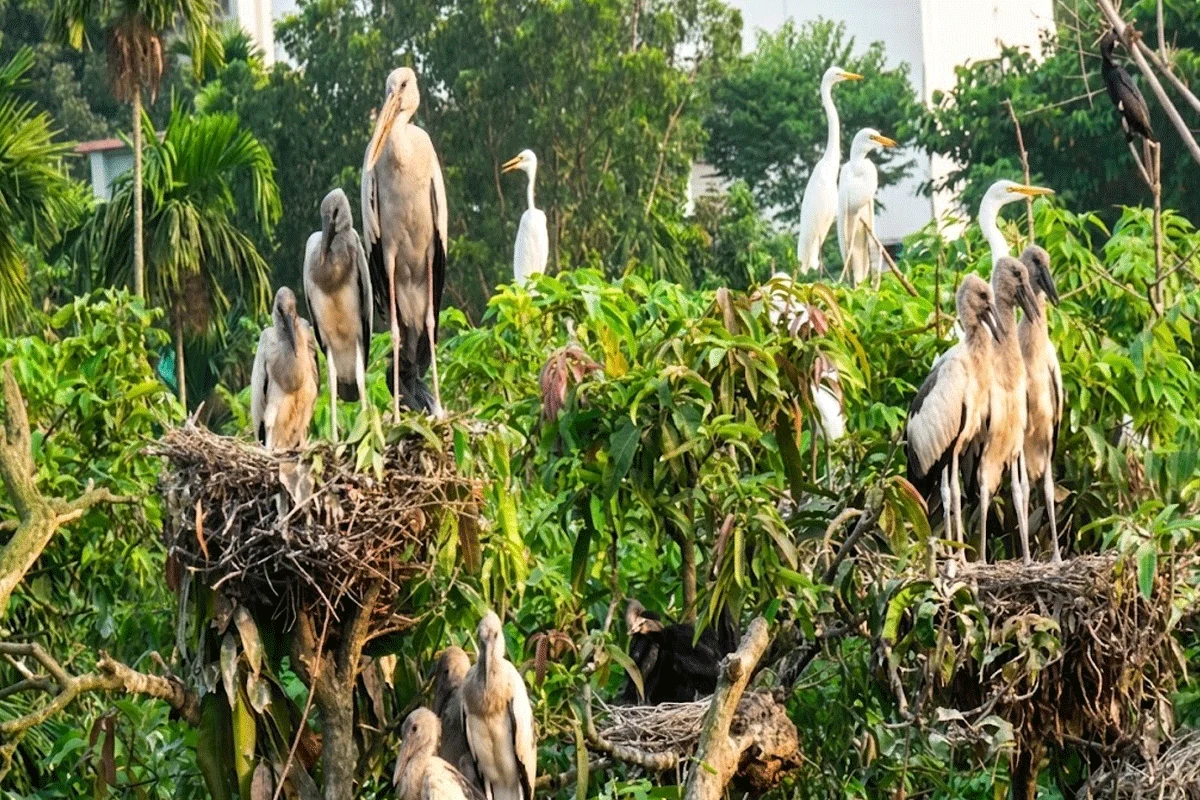 পাখিদের ১৫ বছরের নিরাপদ এক ঠিকানা নাজিরপাড়া