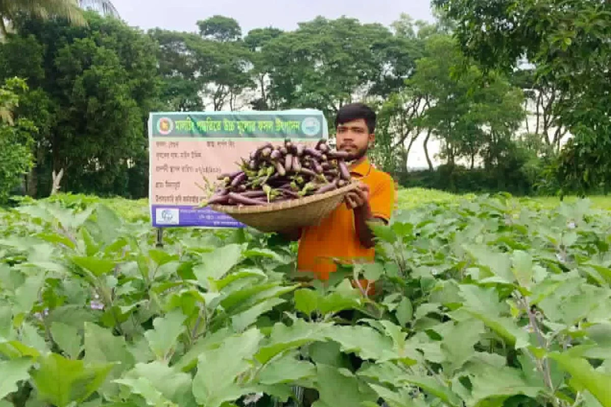সেলুন ছেড়ে কৃষিতে, মালচিং পদ্ধতিতে সফল মাঈন