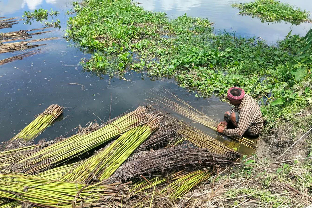 রংপুরে পাটে সচল গ্রামীণ অর্থনীতি